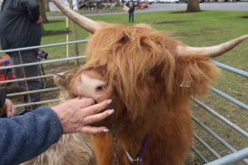 Festival attendees had the opportunity to get up close and personal with some highland coos (cows) during the festival.