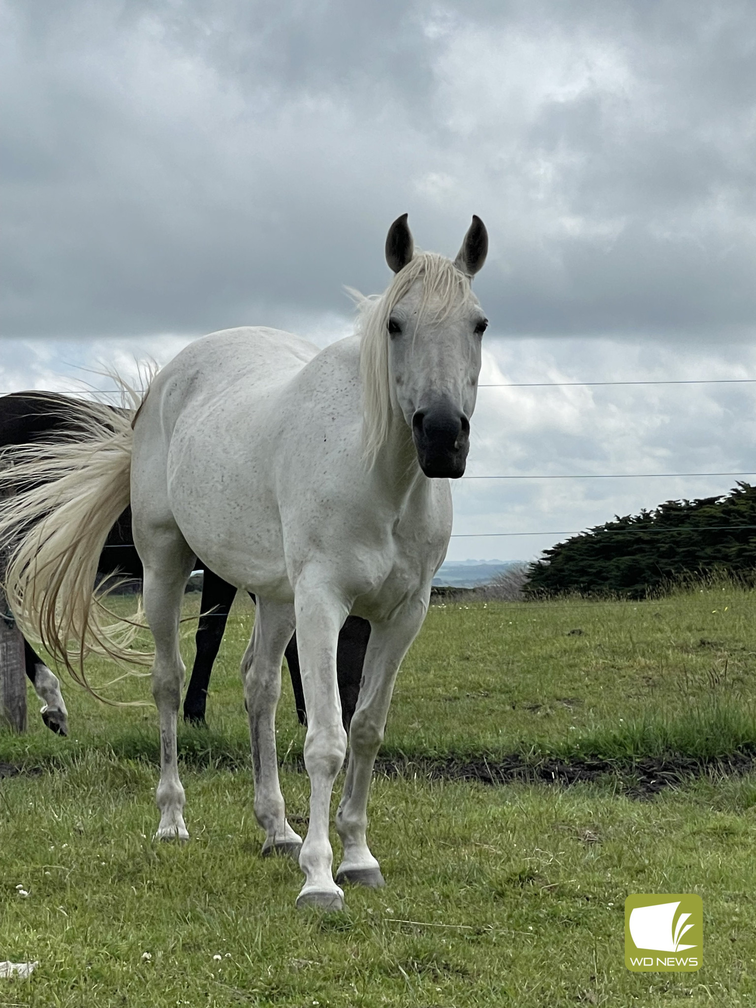 Horse, Cleopatra, is waiting to meet locals.