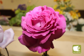1411-rose-show-wrap-2-.jpg