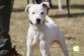 1704-jack-russells-1.jpg