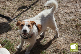 1704-jack-russells-11.jpg