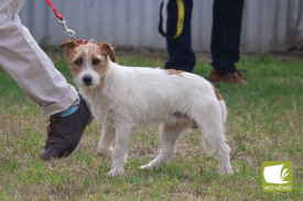 1704-jack-russells-2.jpg