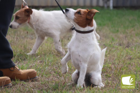 1704-jack-russells-3.jpg