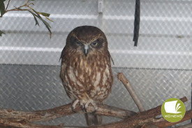 While the day was full of smiles and fun, some – like this Southern Boobook from the wildlife display – were not keen on the weather.