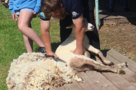 Trim it off: Sheep shearing demonstrations using traditional clippers proved to be a hit at the show.