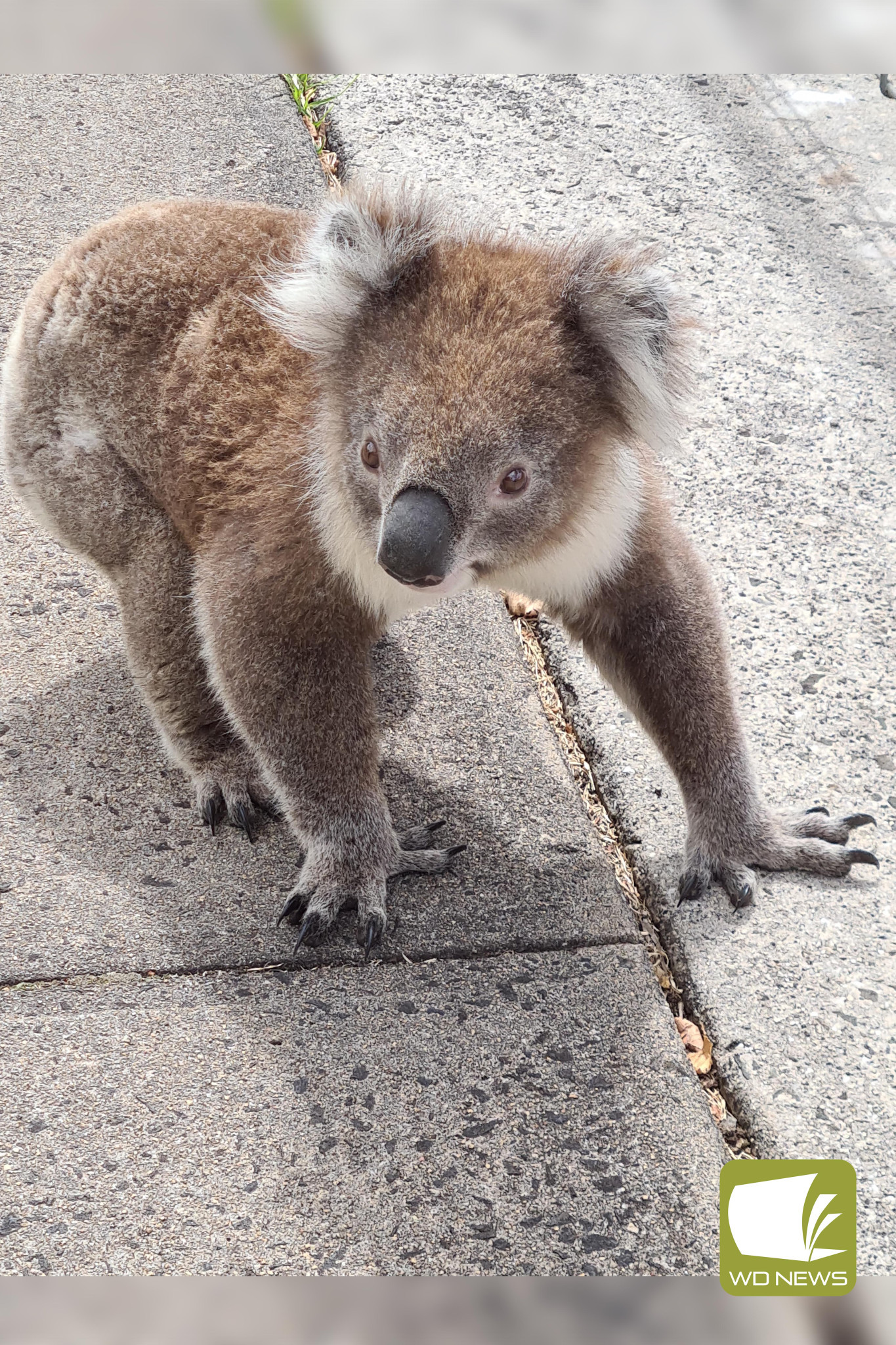 Hello there: The koala wandered along Little Manifold Street before taking a rest in a backyard tree.