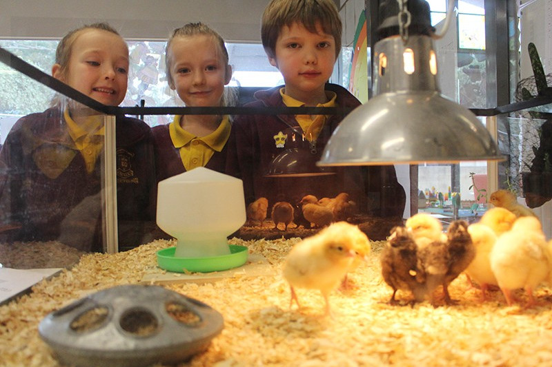 Hatching interest - feature photo