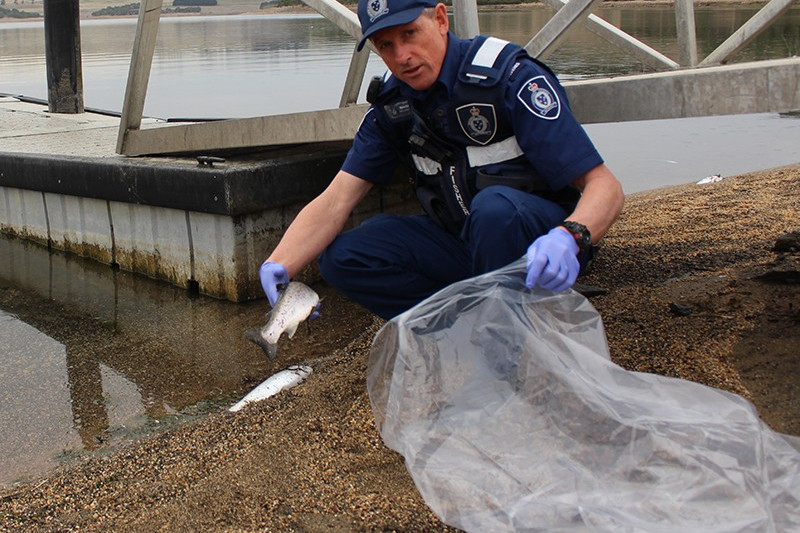 Algae likely cause of fish kill - feature photo