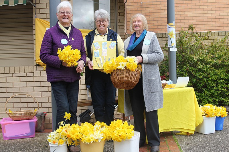 Daffodil Day raises funds - feature photo