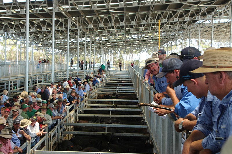 First weaner sale attracts crowd - feature photo