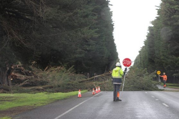 Windy conditions lash region, strike trees - feature photo