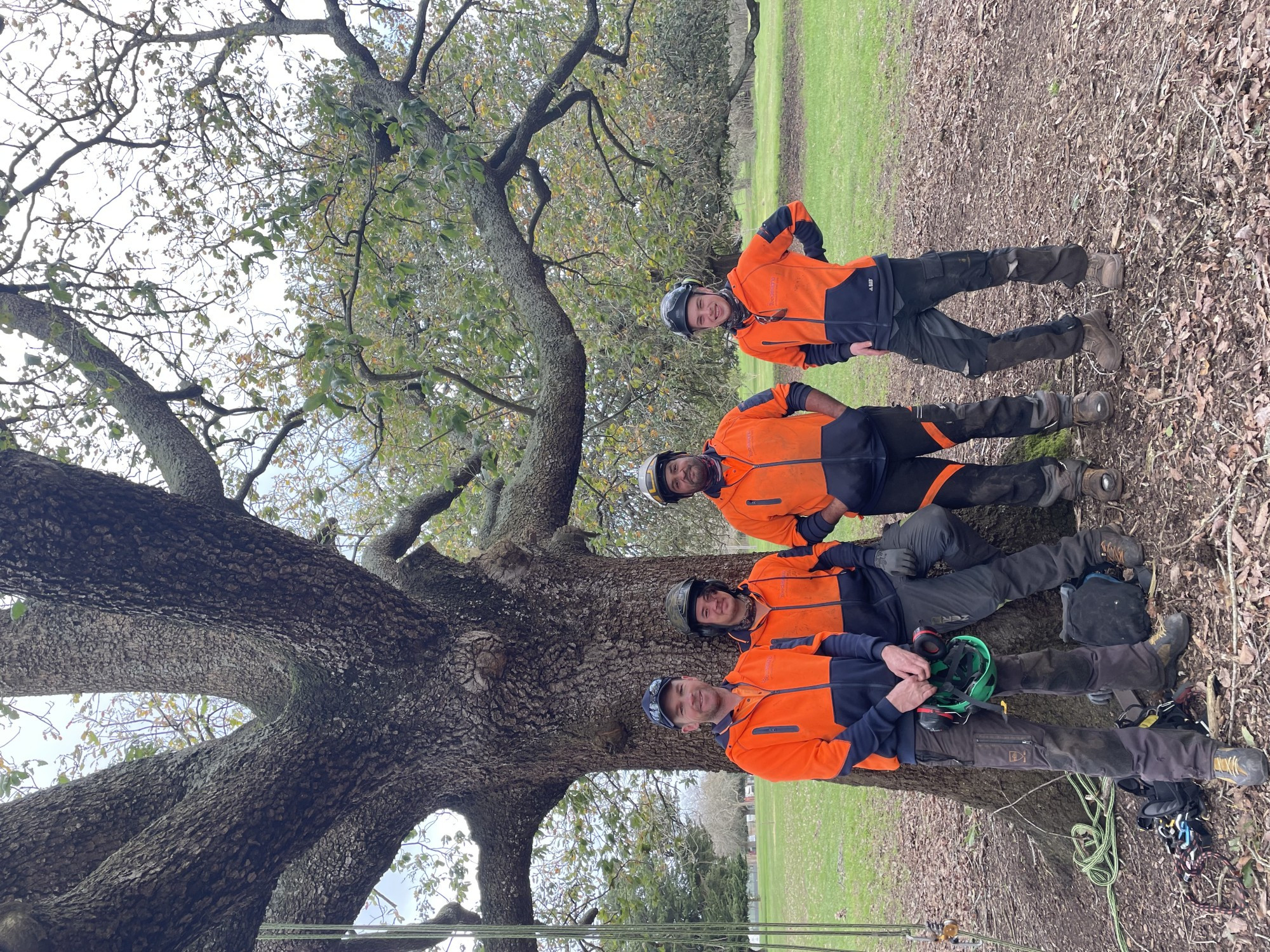 Grant support: Chief arborist Matt Weatherhead attends to some pruning of one of the historic algerian oaks at Camperdown’s arboretum.