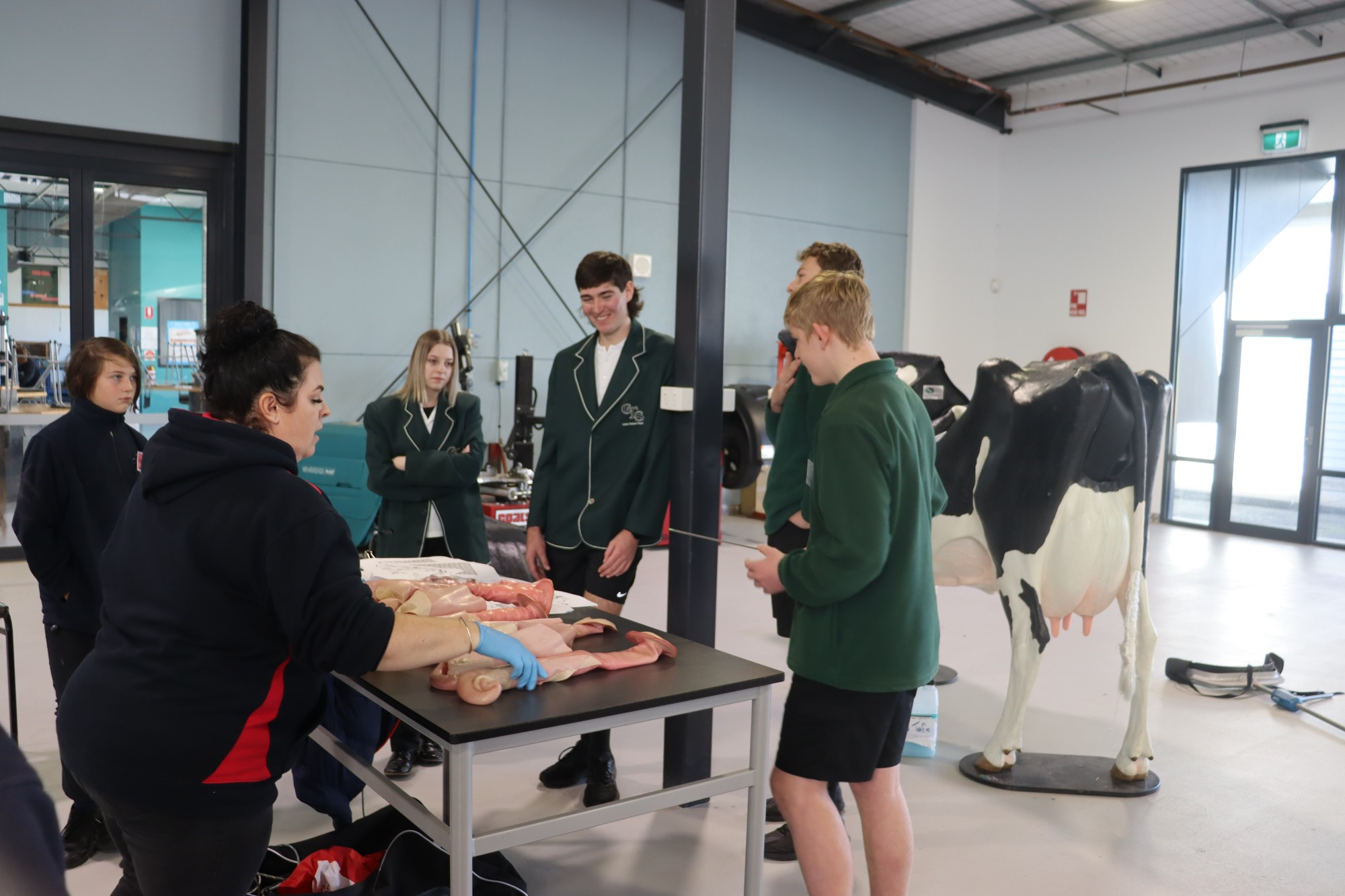 Maths and science at work: Students from three local schools practiced their skills on a life-sized cow simulator at a careers expo at the Cobden Technical School last week.
