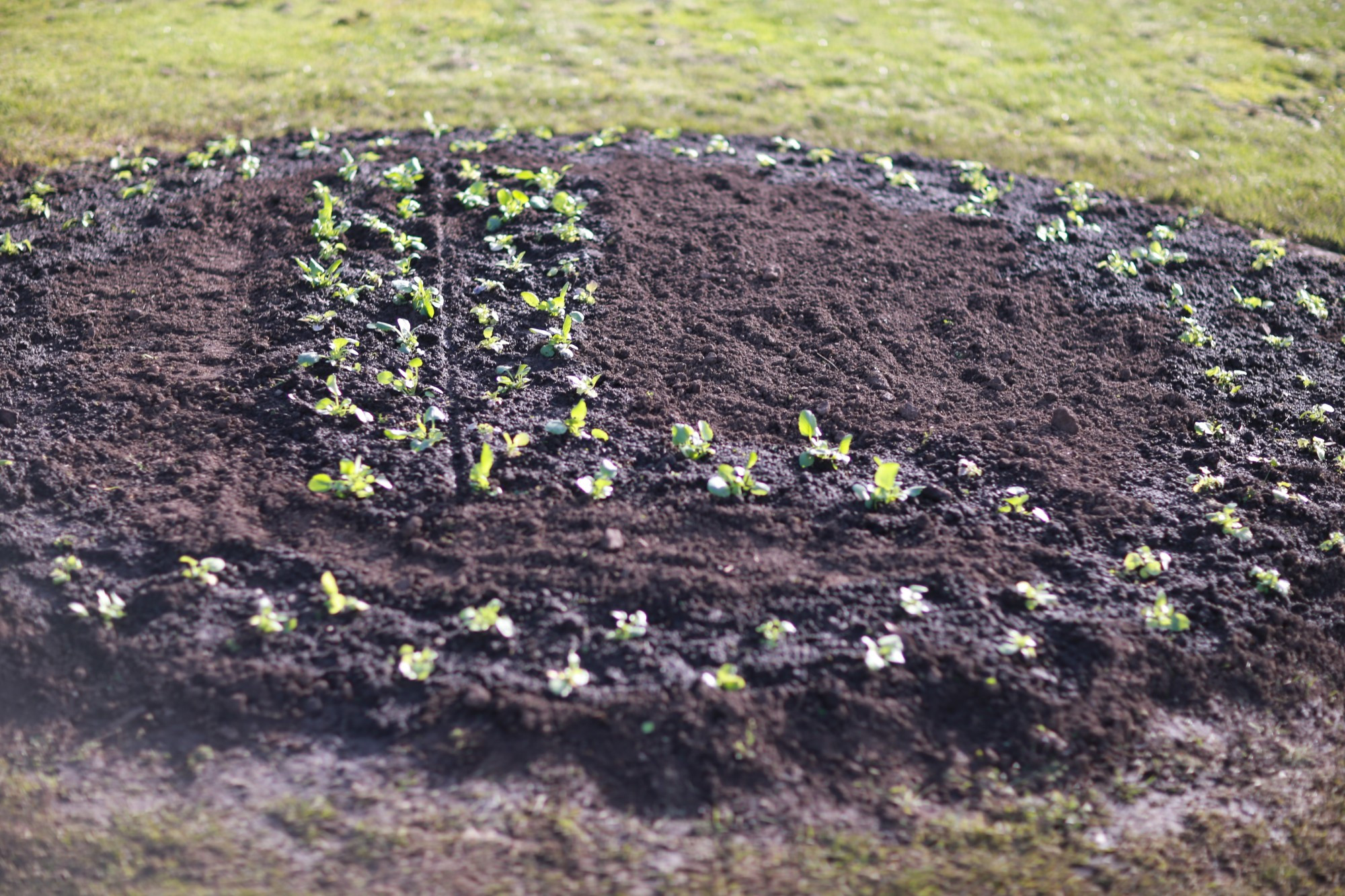 Congratulations: Simpson and District Lions Club have planted two special garden beds in Simpson celebrating 75 years.