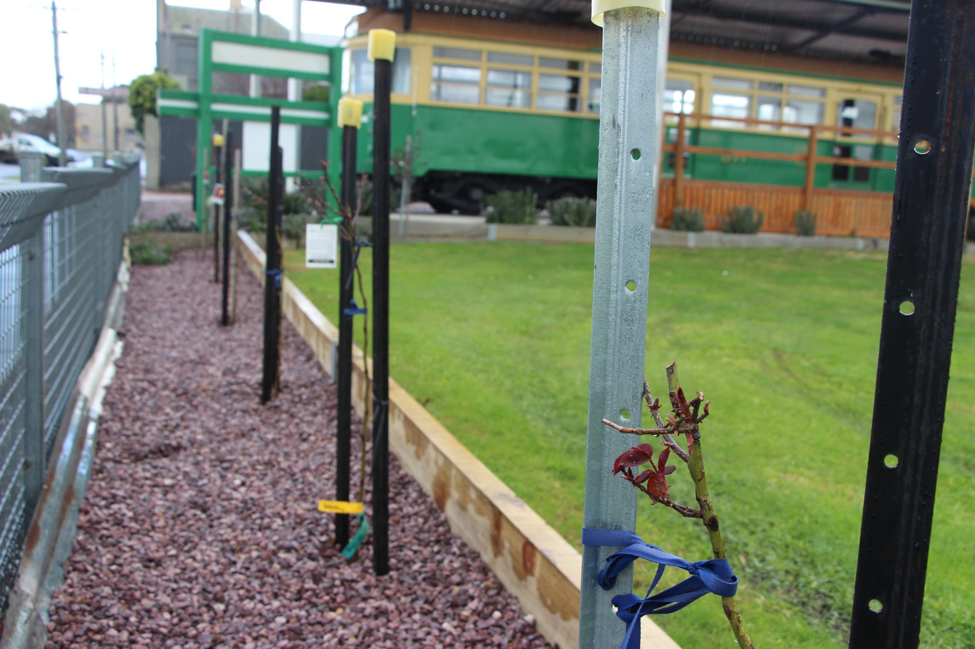 The Terang RSL gardens added a little more colour recently.