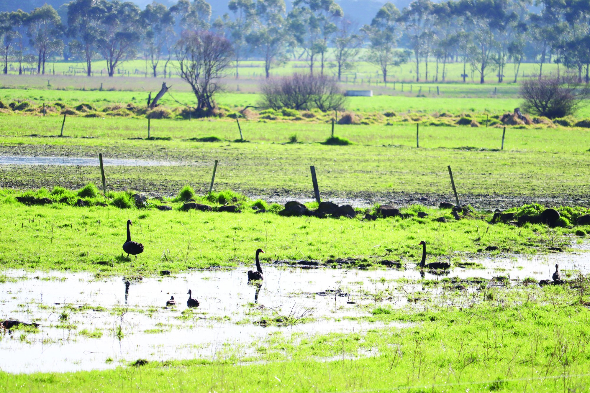 Swans make the most of recent downpours in August, with above average rainfall experienced.