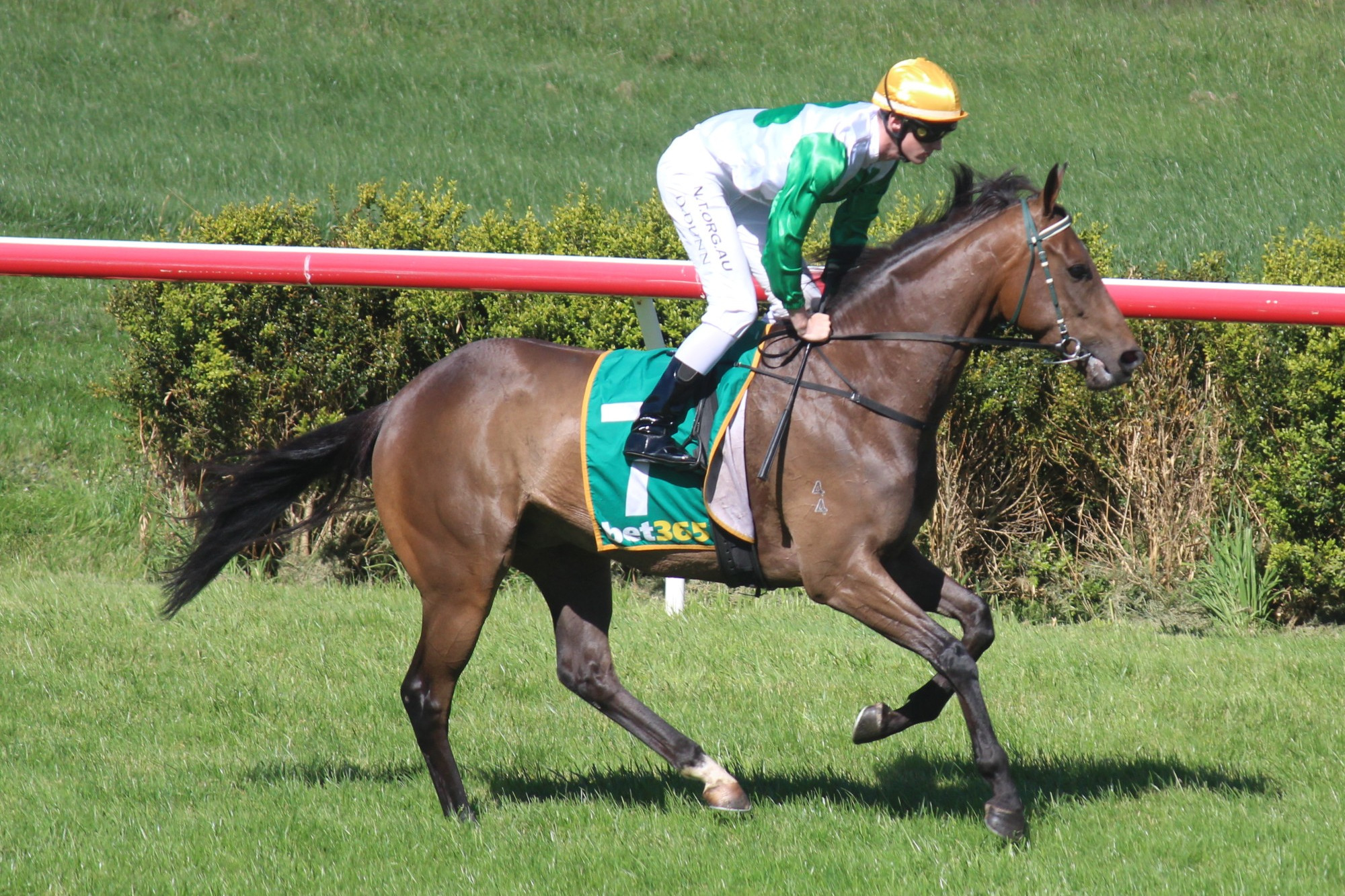 A gritty run helped Campo hold off a fast finishing Numerate and record its second career win for trainer Geoff Daffy at Terang on Wednesday.