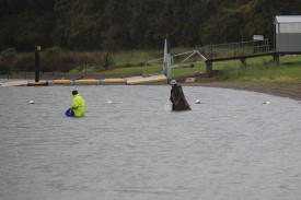 Volunteers wade into Lake Bullen Merri to scatter the fingerlings.