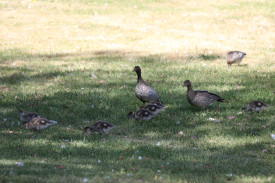 The family of ducks moved to Queens Park while the works were being completed at the Paton Street units. 