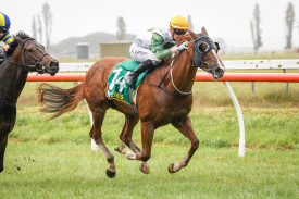 Silkstream and Laura Lafferty notched up Neville Wilson’s first win as a trainer in the Bet365 Protest Promise Maiden Plate. Picture supplied by Reg Ryan/Racing Photos