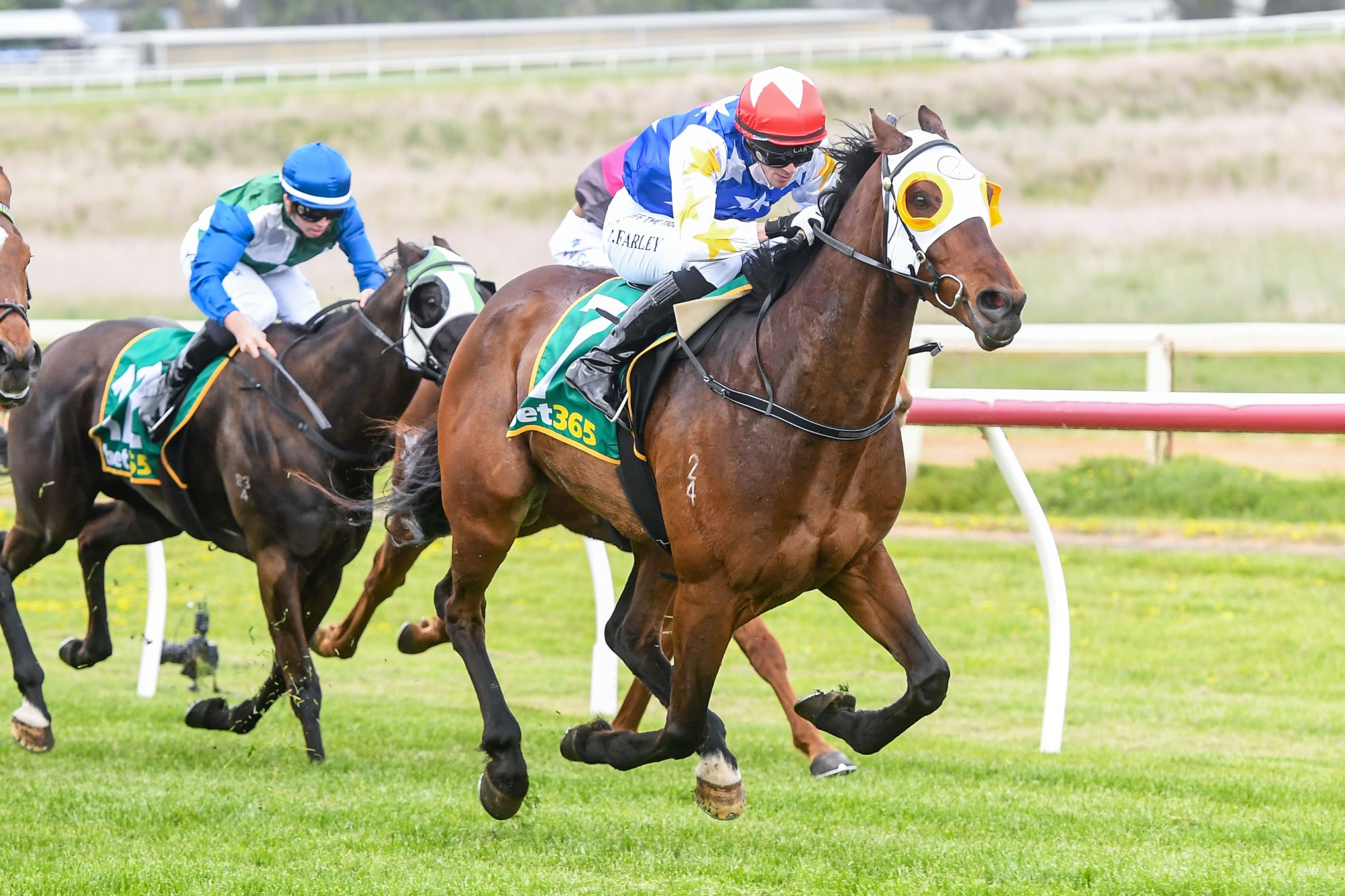 Triumphant: Sunday Night Tea and jockey Neil Farley took out a 1400 metre event at Hamilton for local trainer Clint Marshall on Saturday. Picture supplied by Brett Holburt/Racing Photos