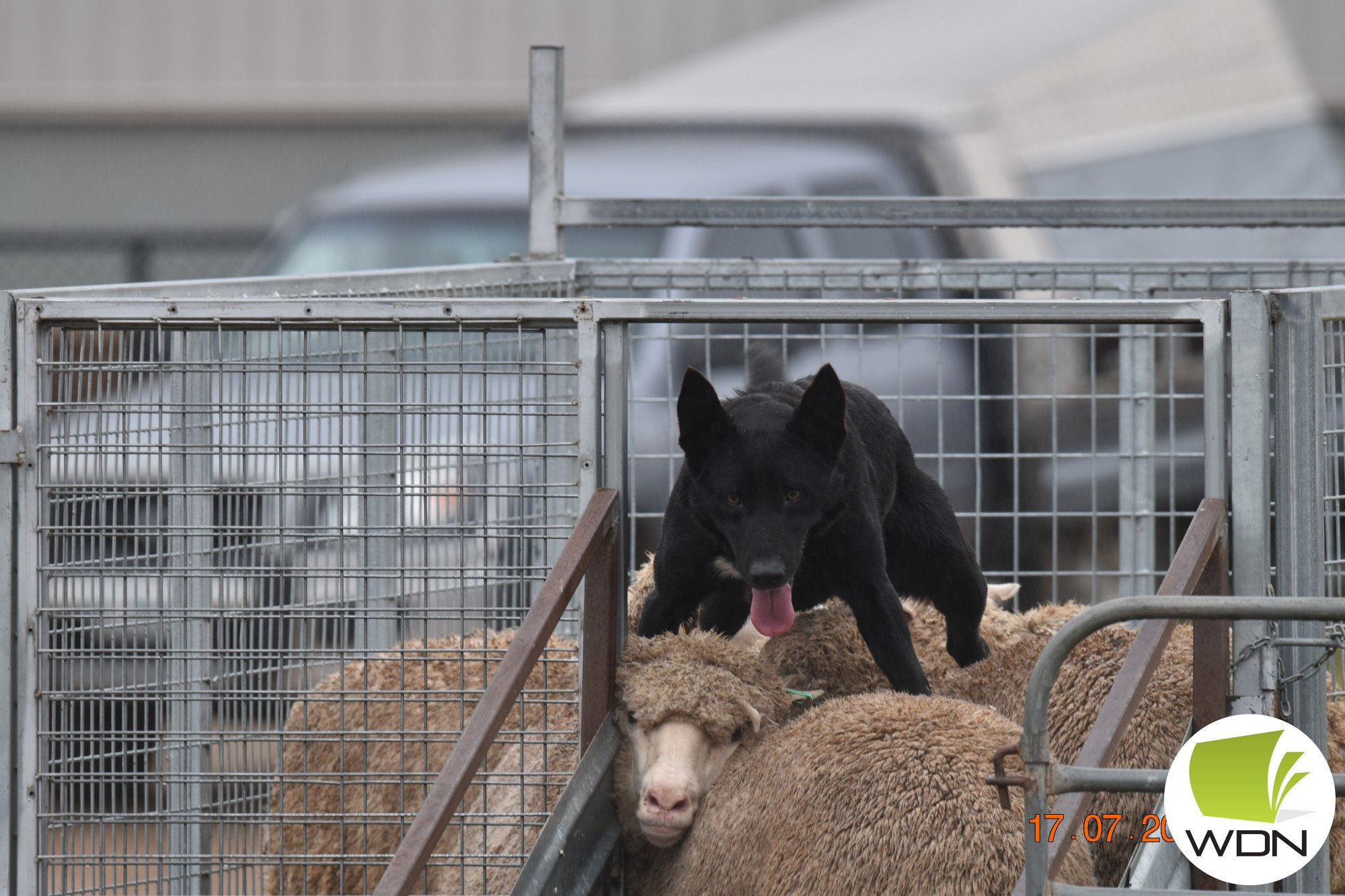 State yard dog trials - feature photo