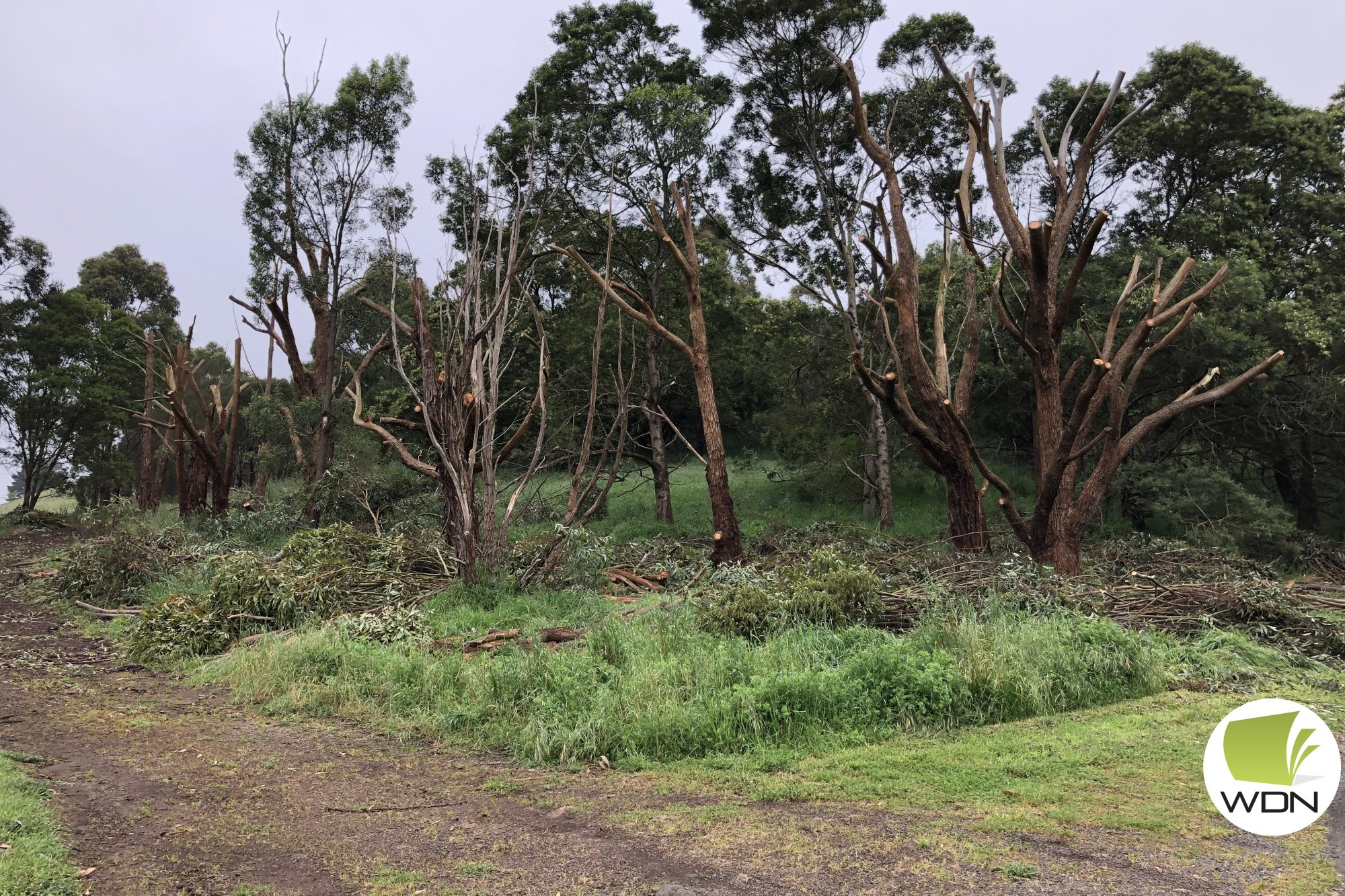 Changes: Visitors to the Mt Leura Reserve might have noticed a few changes as part of the Hollows for Habitat program.