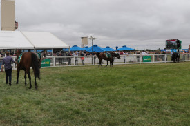 Punters assess the field in the mounting yard ahead of race three.