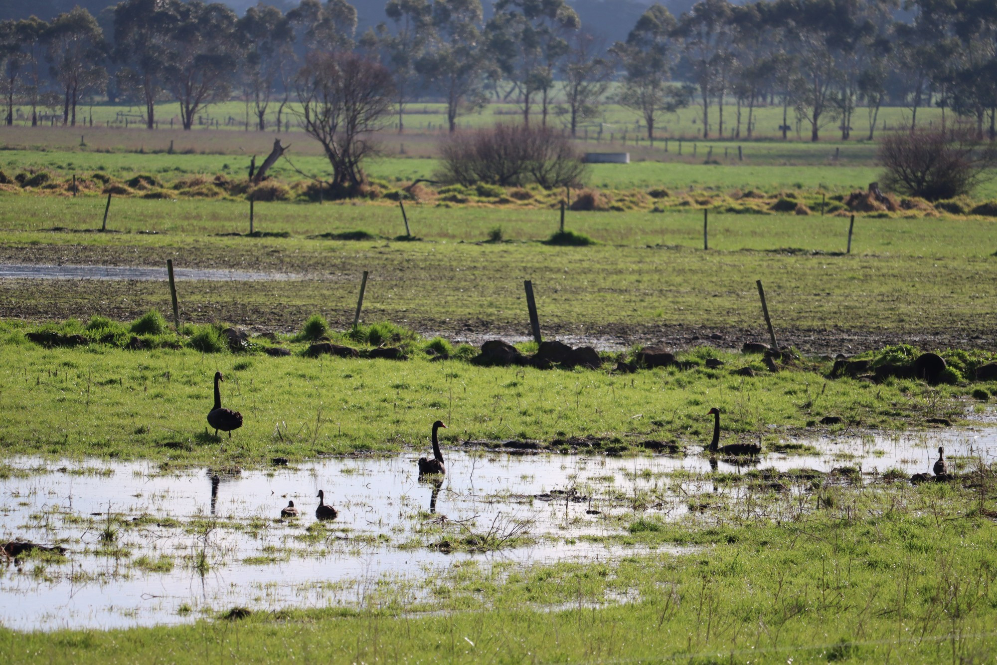 Rain arrived: There is plenty of water in paddocks across the district following above average rainfalls in June.