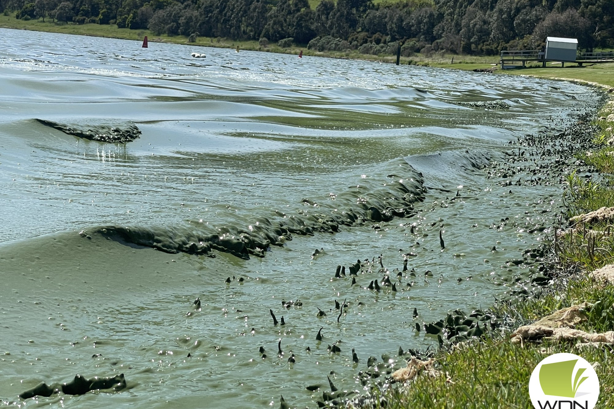 Green and soupy at lake - feature photo