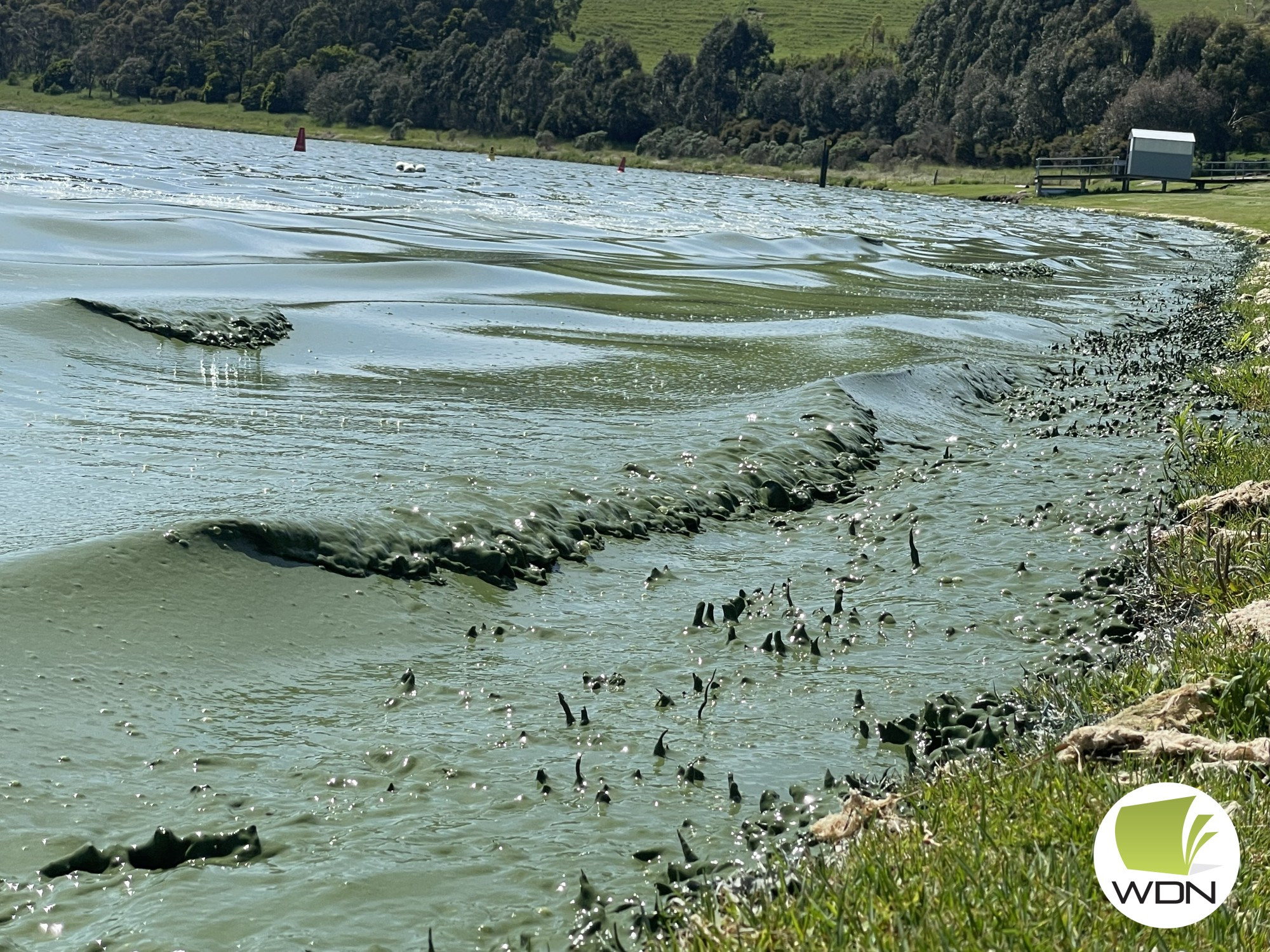 Avoid all contact: Water quality at Lake Bullen Merri has continued to deteriorate and is a sludgy green colour.