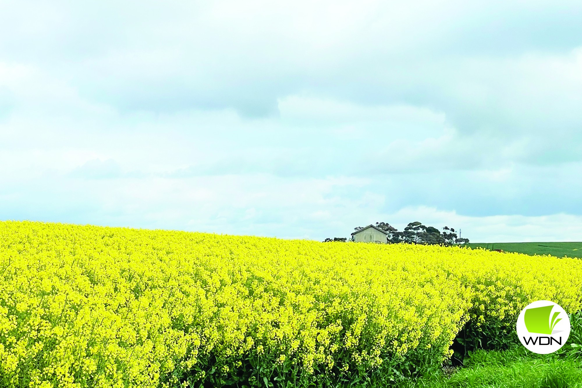 Pretty as a picture: Strong rainfall across the north of the shire helped boost crops in September.