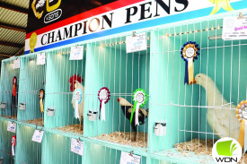 Champion entrants in the poultry pavilion. 