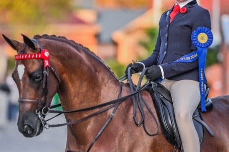 Royal champion - feature photo