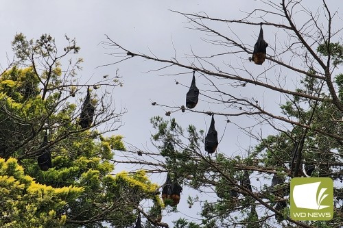 An unexpected sight: Residents of Lismore were in a bit of a flap when flying foxes suddenly appeared recently.