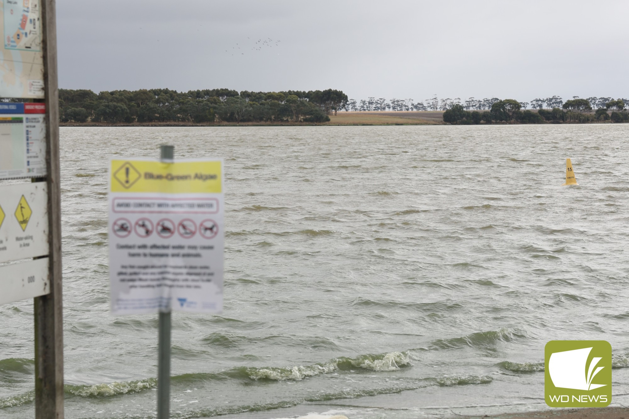 Blue-green algae detected - feature photo