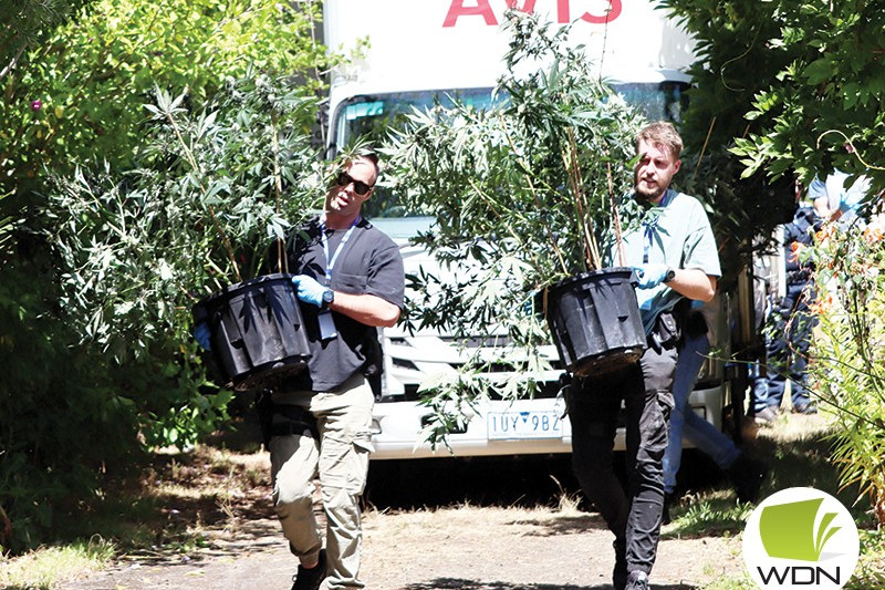 Plants found: Warrnambool CIU members process more than 70 cannabis plants of varying sizes seized at a Camperdown property following a fire.