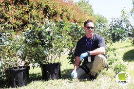 Warrnambool CIU detective senior constable Joe Fisher shows three of the cannabis plants seized. 