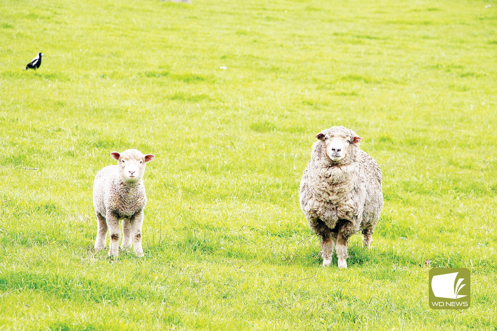 The latest Rabobank Rural Confidence Survey has shown rising optimism in farmers.