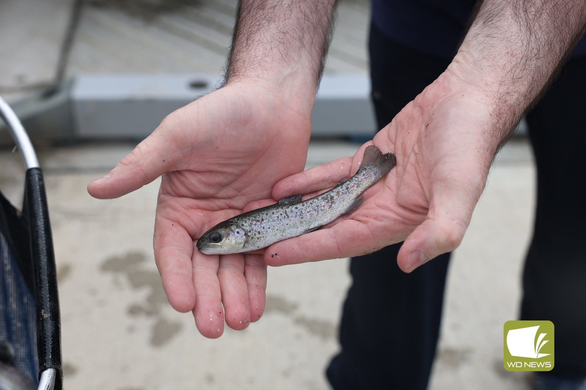 Replenishing the stocks: Brown and rainbow trout were recently release into Lake Bullen Merri.