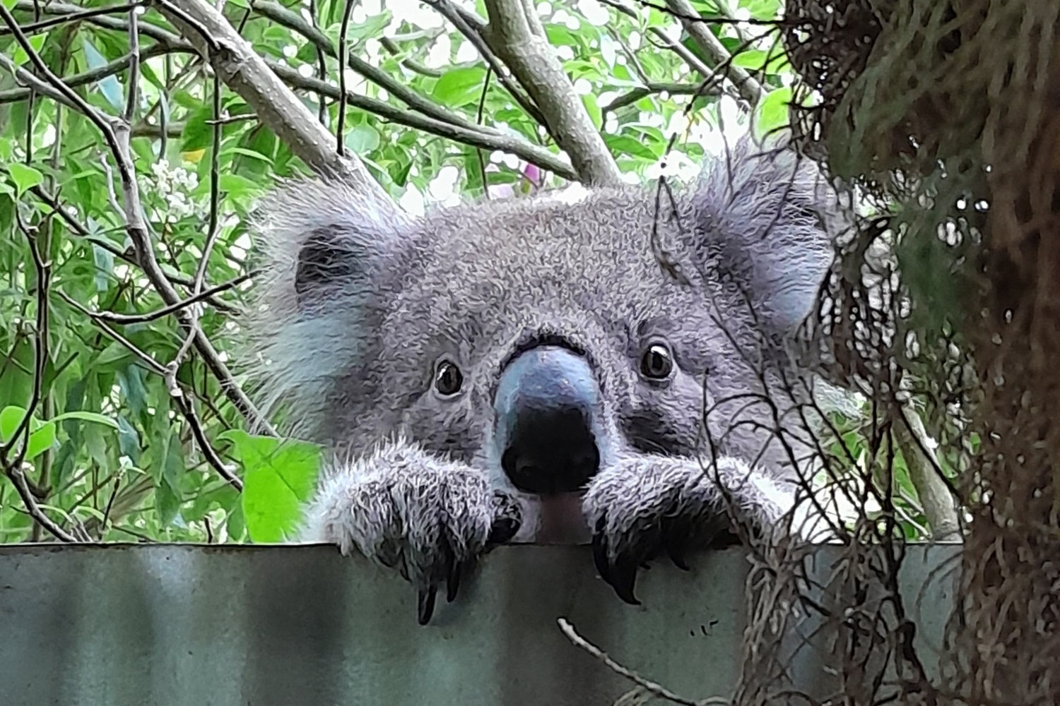 Only in Australia… - feature photo