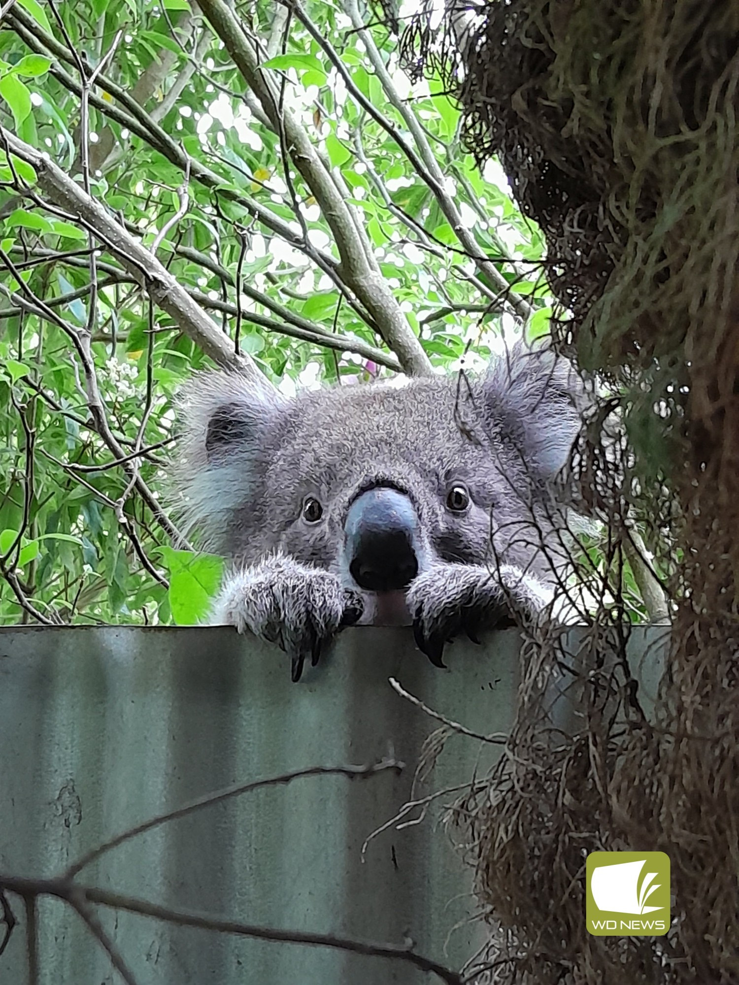 Peek-a-boo: Kev the Koala paid a visit to Dimora Avenue on Tuesday, cheekily hopping fences into yards.