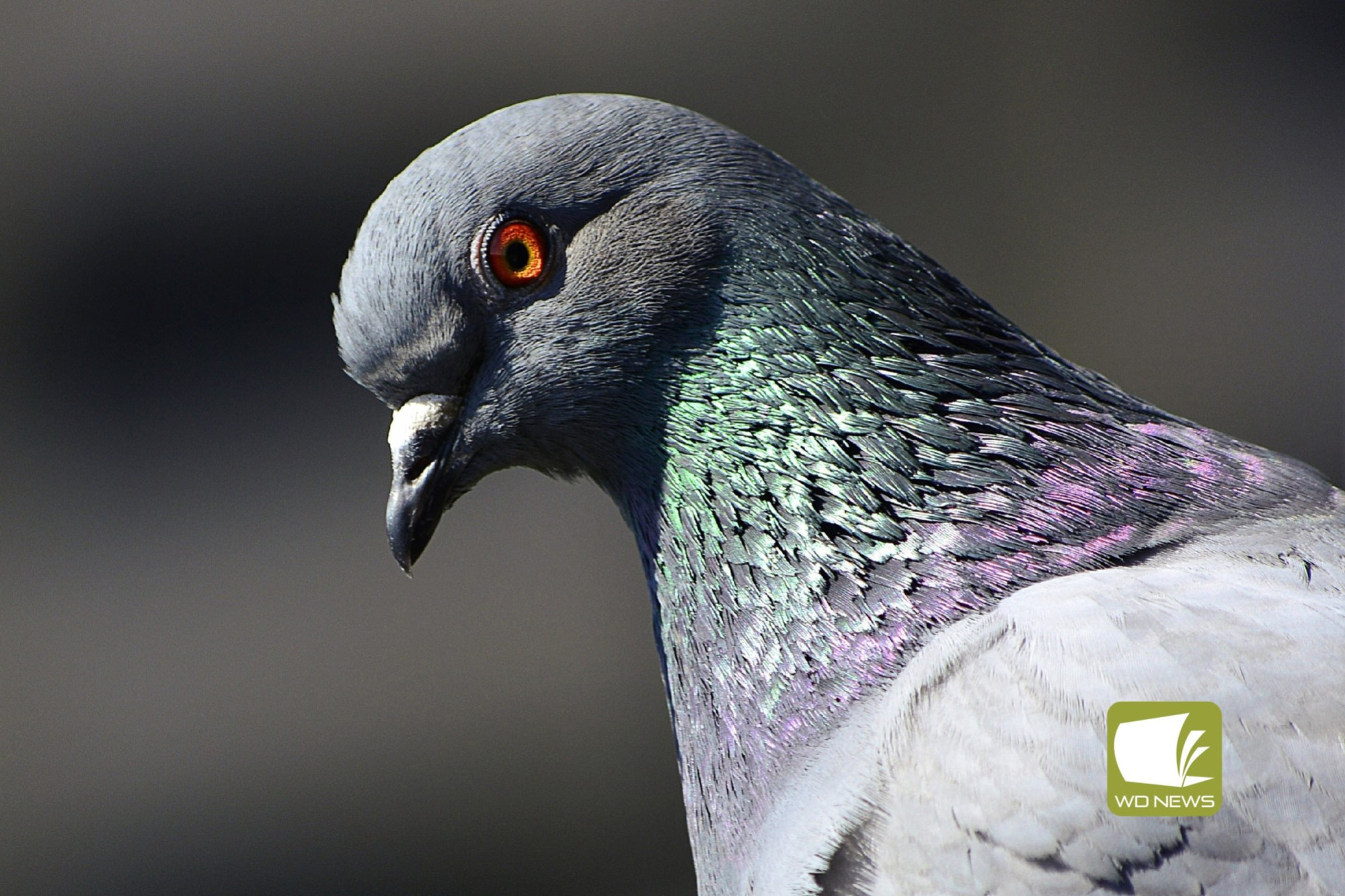 Pigeons race from Mildura - feature photo