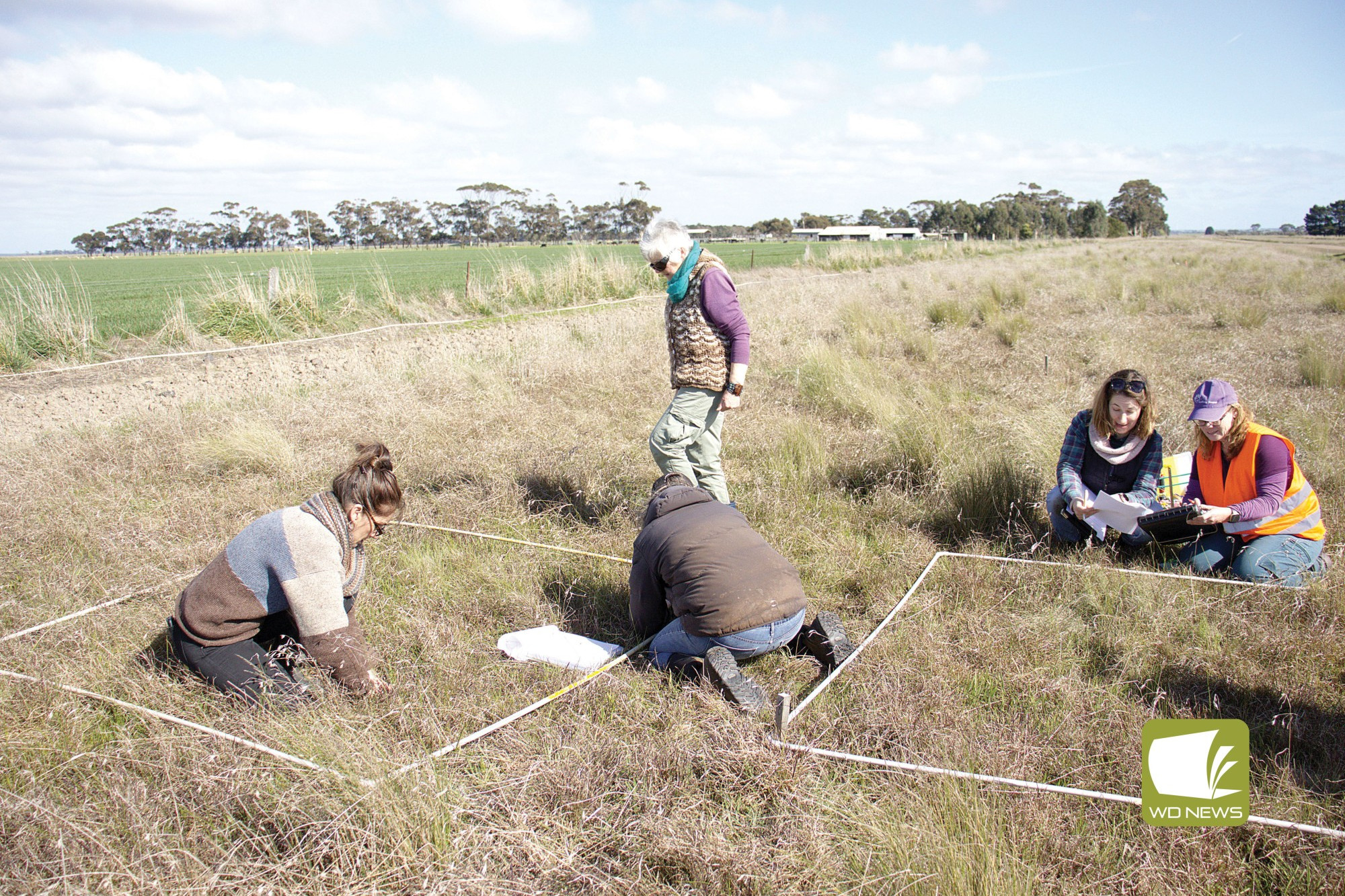 Working hard: LLPG worked with Spiny Rice-flower experts to monitor the critically endangered plant last week.