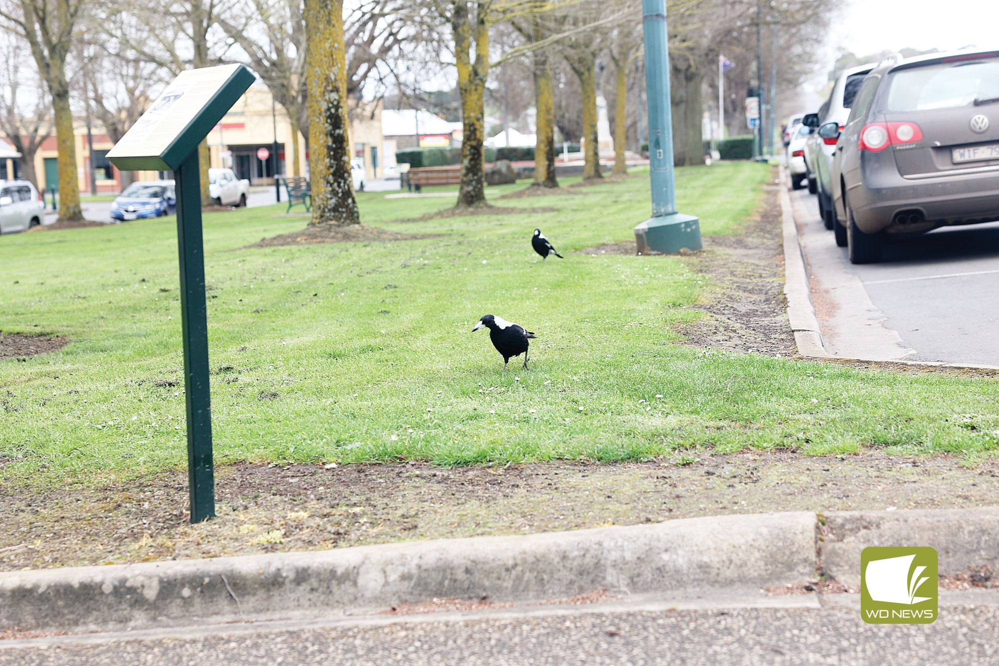 Swooping season starts again - feature photo