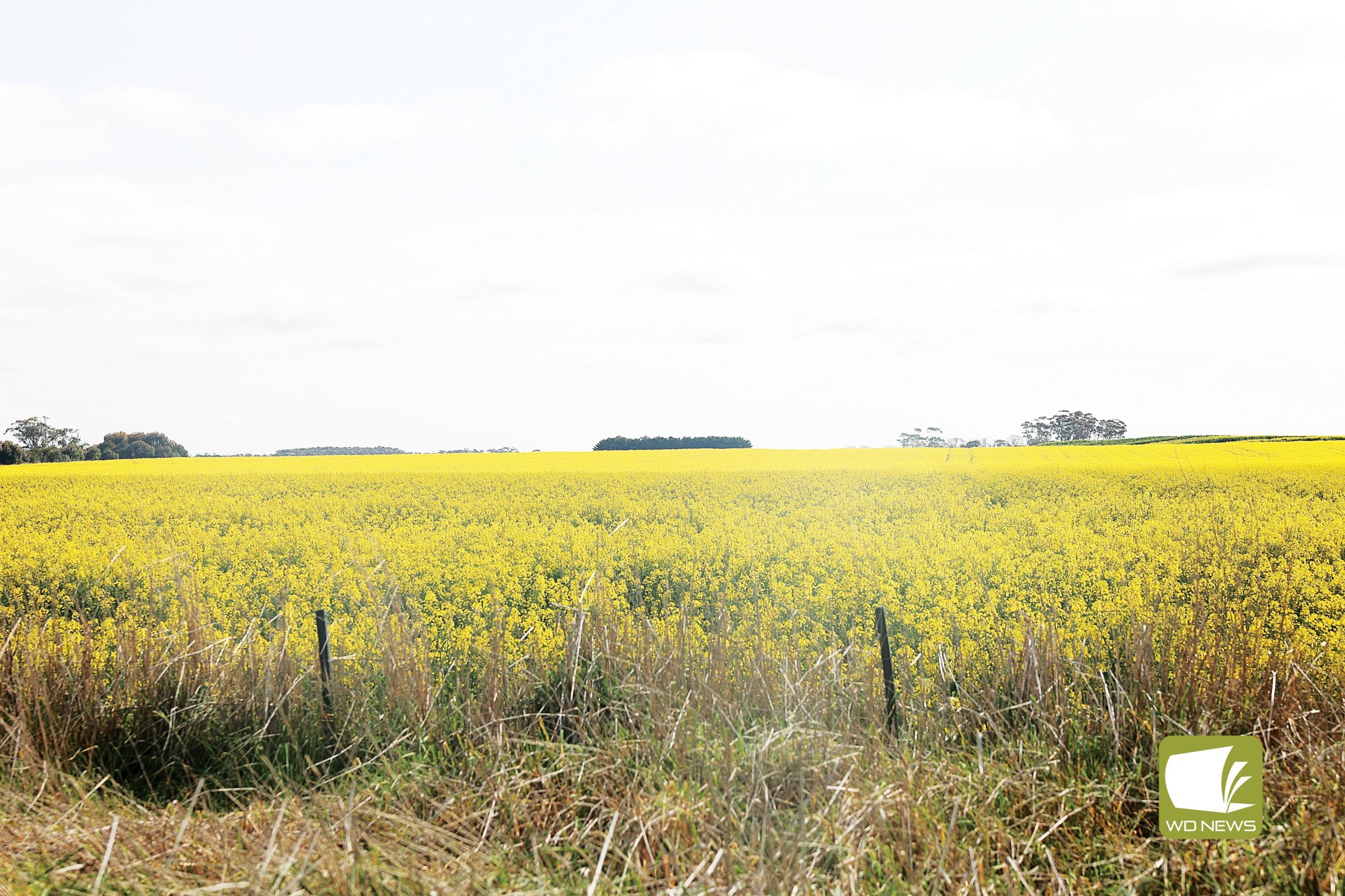 A little dry: The end of winter saw rainfall lower than last year’s total in Camperdown, Lismore and Derrinallum.