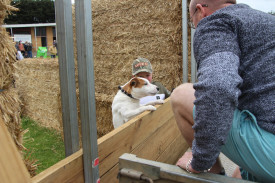Leaps and bounds: The Dog High Jump was another popular attraction for showgoers, as competitors of all shapes and sizes showed off their skills. 