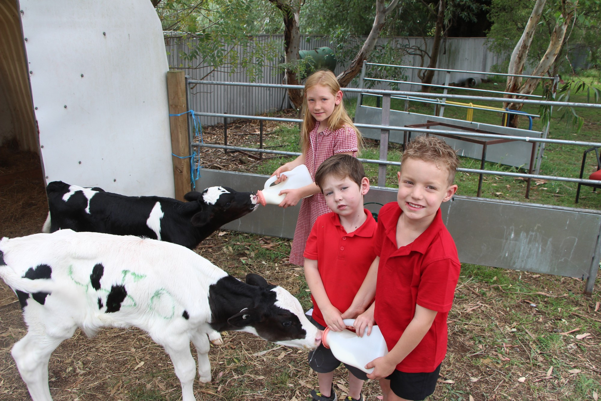 Welcome addition: Noorat Primary School students Amelia (from left), Brody and Harrison welcomed the arrival of calves Creamy (bottom) and Patches to their school recently.