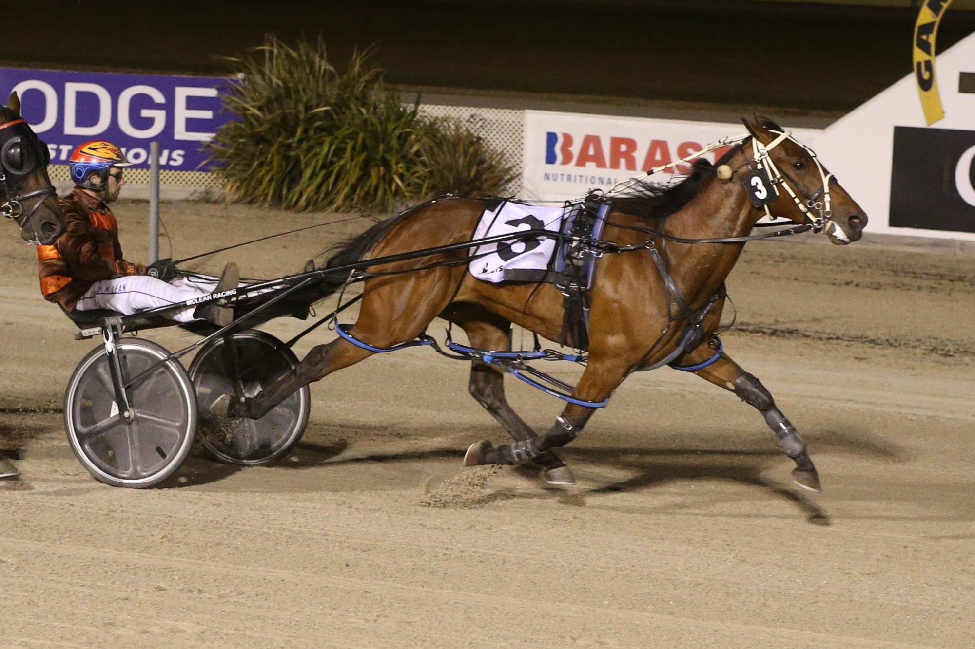Local reinsman Tim McLean will take the drive on father Jeff’s Terang Co-Op Pacing Cup hope Nancys Boy, who has won its last two starts at Dalvui Raceway.