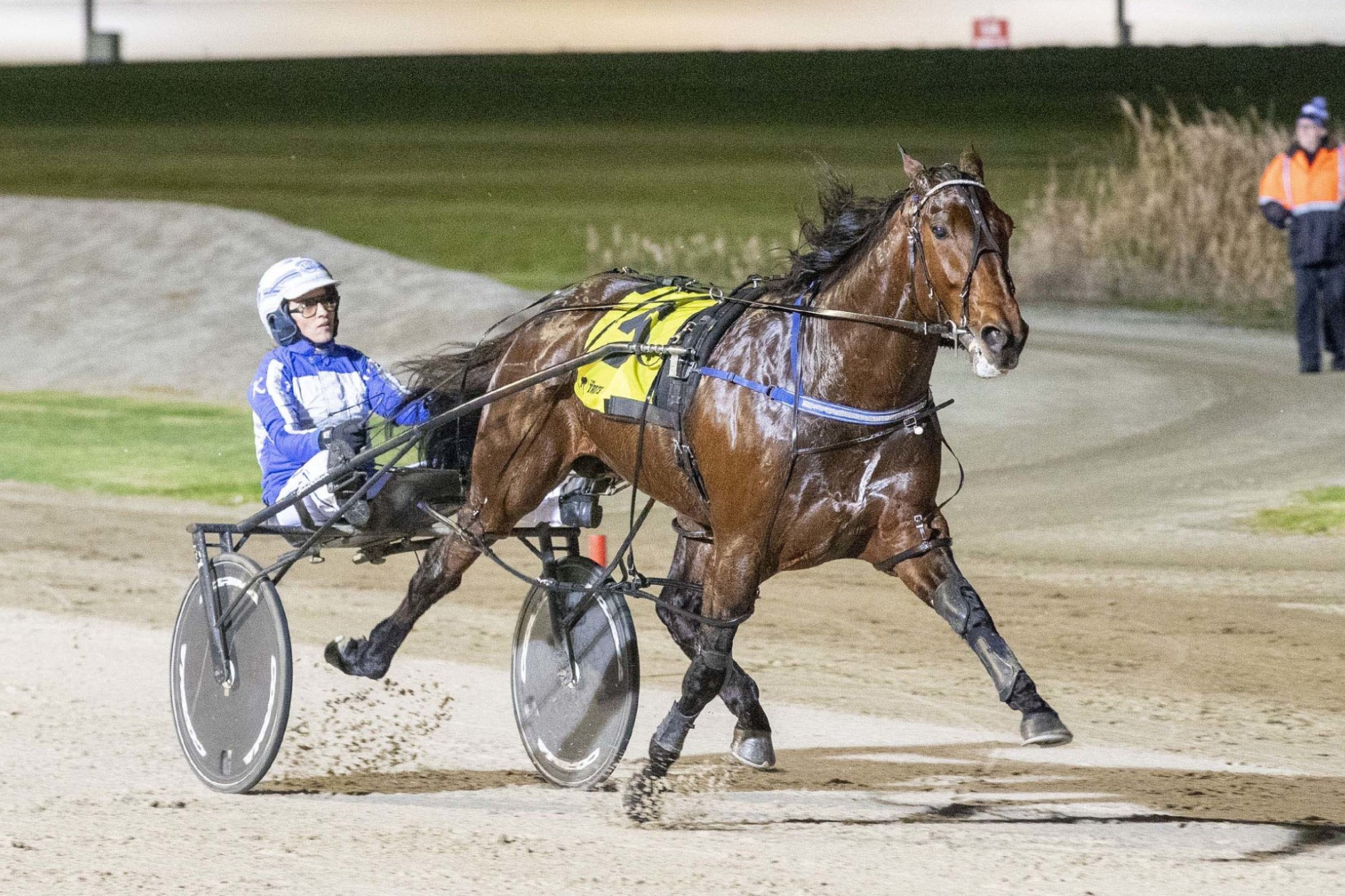 Star pacer Ride High will headline this Saturday’s metropolitan class meeting at Terang’s Dalvui Raceway.